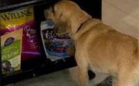 https://wellnesspetfood.com.au/wp-content/uploads/2014/07/today-show-july-2011.jpg