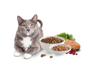 Cat food store Australia