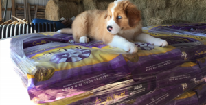 Natural dry pet food