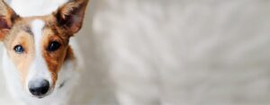 cute dog looking at camera