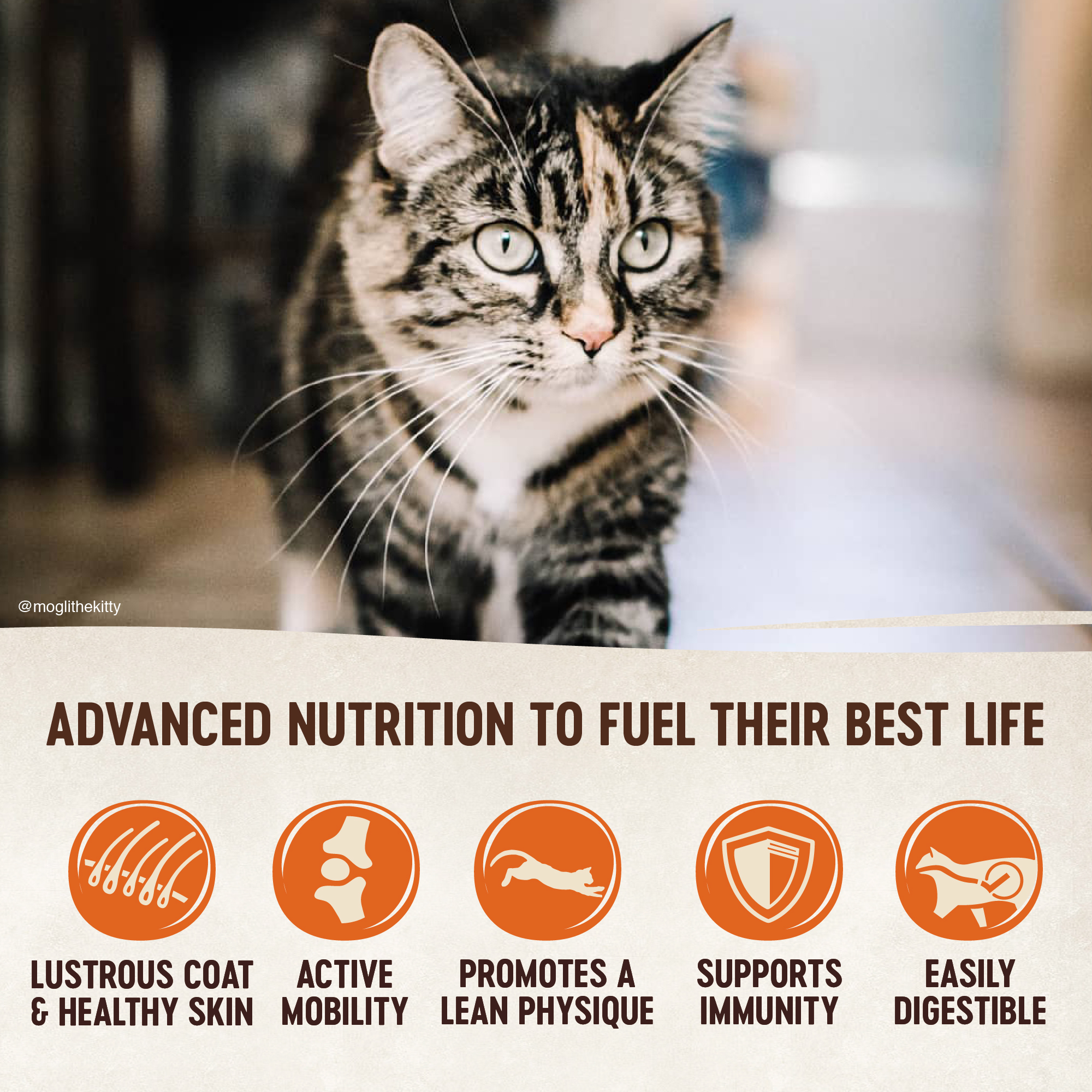 Wellness CORE Grain Free Kitten Formula Deboned Turkey, Turkey Meal