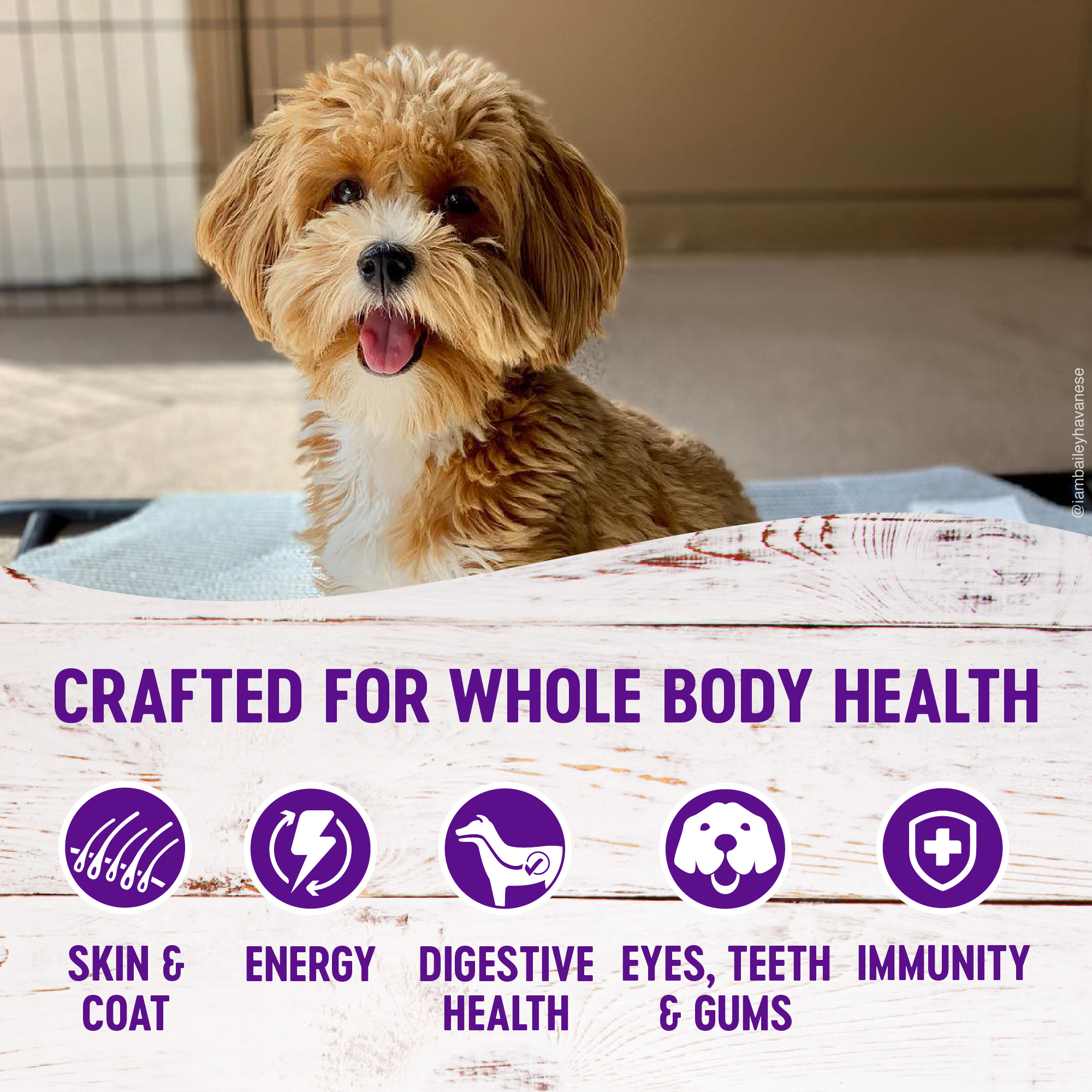 wellness complete health small breed dog food