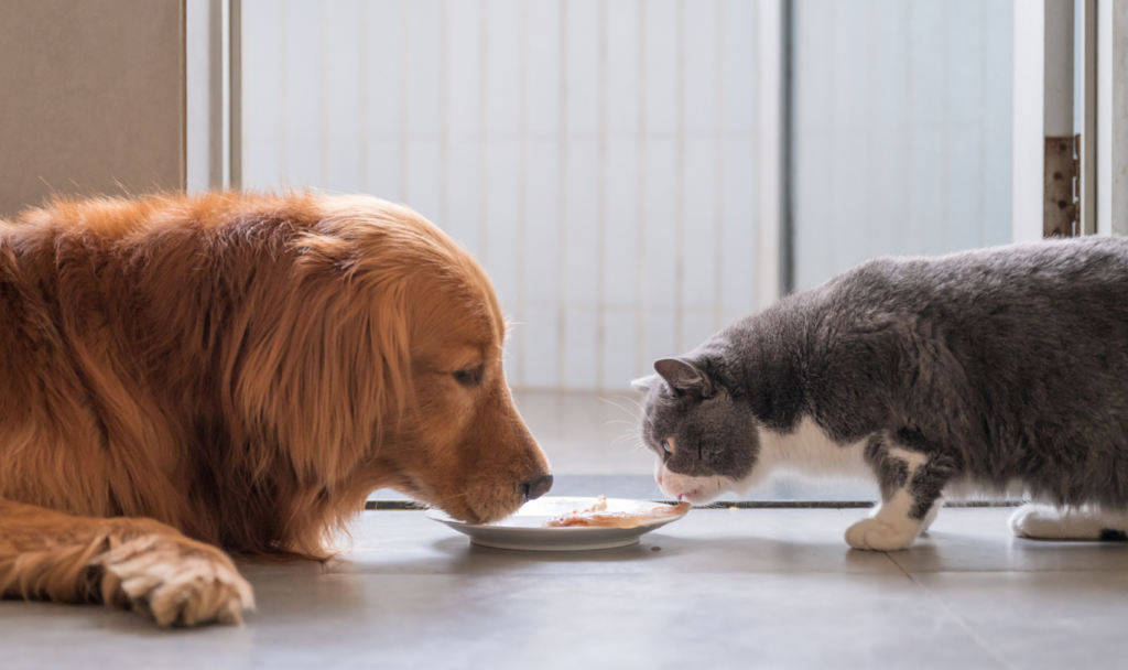 The Benefits of Mixed Feeding for Your Pet Wellness Pet Food Australia Dog Cat Food Dog Cat Treats